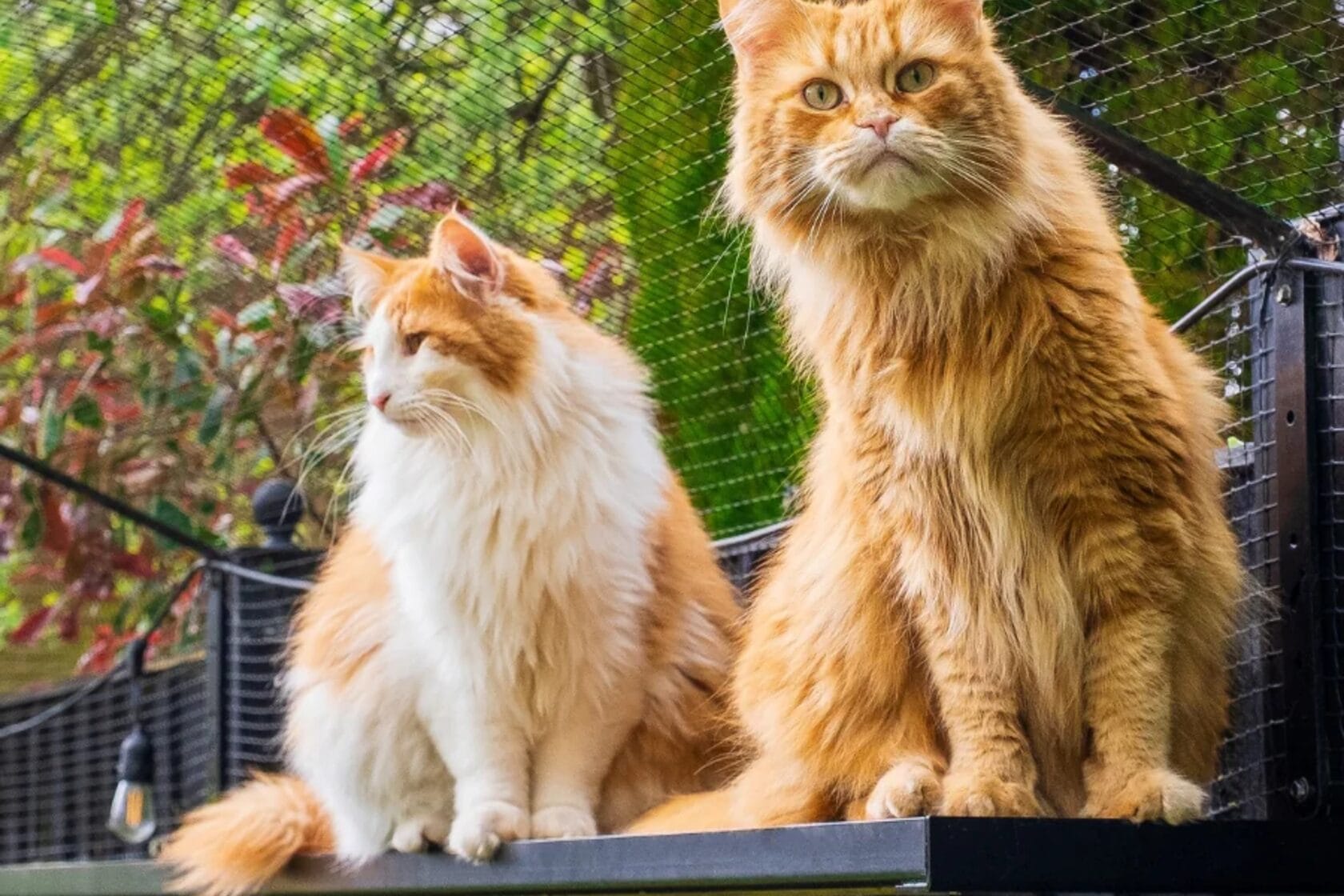Cats by fence enclosure
